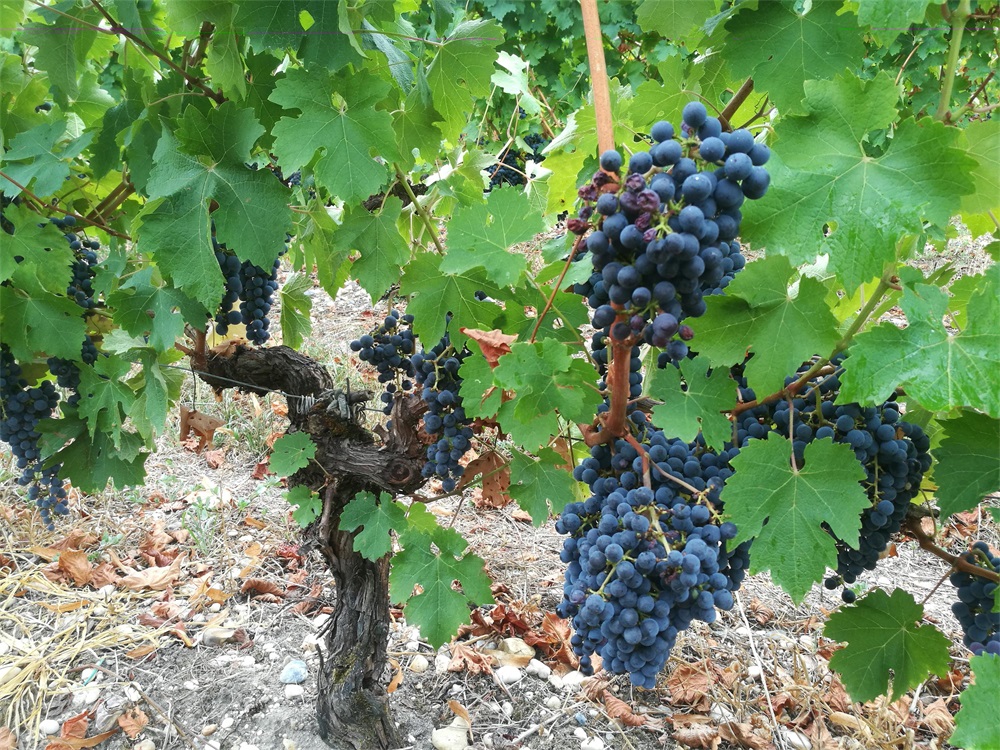 做桃紅好色先生IOS下载生意要多少成本