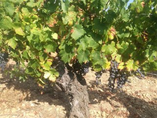 好色先生黄色APP進口紅酒生意需投入多少資金