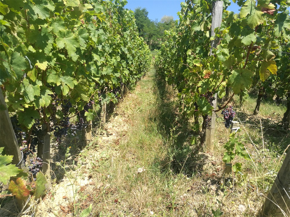 高端紅酒好色先生入口有哪些可代理